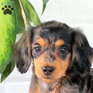 Callie, Dachshund Puppy