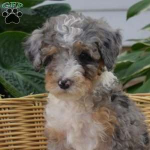 Callie, Mini Bernedoodle Puppy