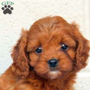 Callie, Cavapoo Puppy