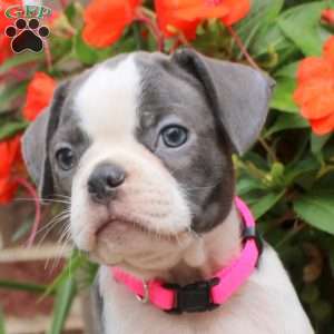 Callie, Boston Terrier Puppy