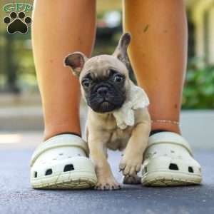 Callie, French Bulldog Puppy