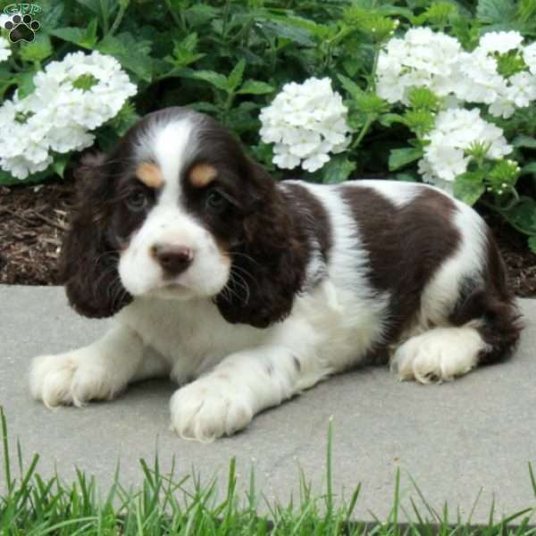 Callum, Cocker Spaniel Puppy