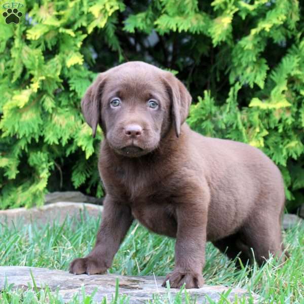 Camilla, Chocolate Labrador Retriever Puppy