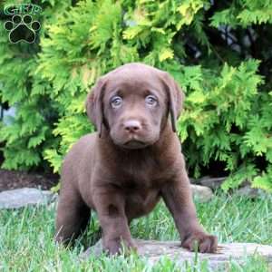 Camilla, Chocolate Labrador Retriever Puppy