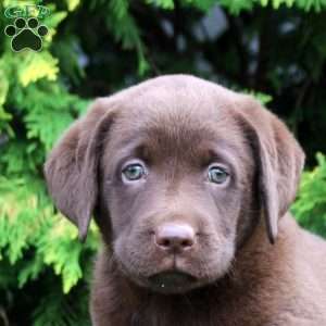 Camilla, Chocolate Labrador Retriever Puppy