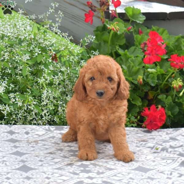 Camille, Mini Goldendoodle Puppy