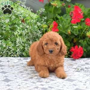 Camille, Mini Goldendoodle Puppy