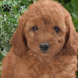 Camille, Mini Goldendoodle Puppy
