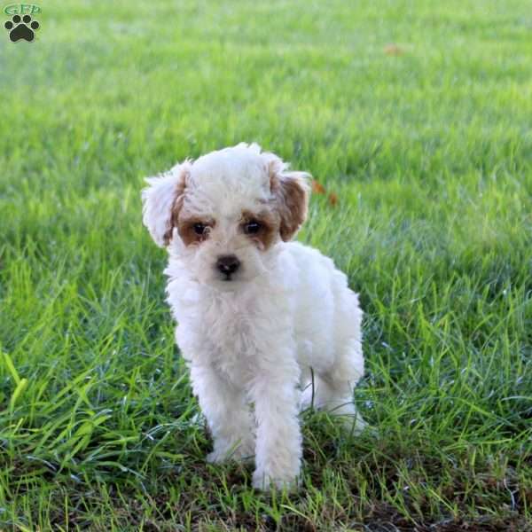 Cammy, Miniature Poodle Puppy