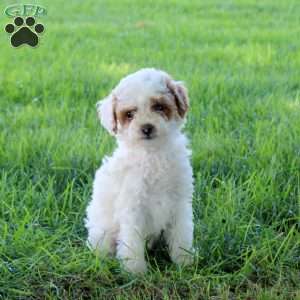 Cammy, Miniature Poodle Puppy