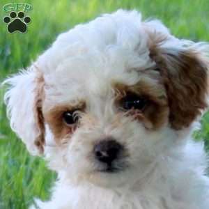 Cammy, Miniature Poodle Puppy