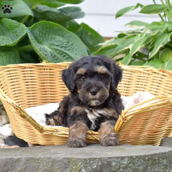 Camper, Mini Bernedoodle Puppy