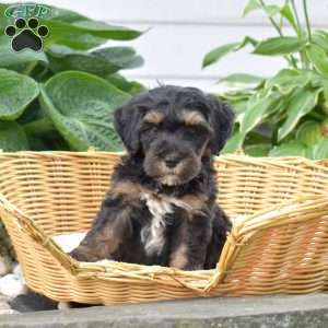 Camper, Mini Bernedoodle Puppy