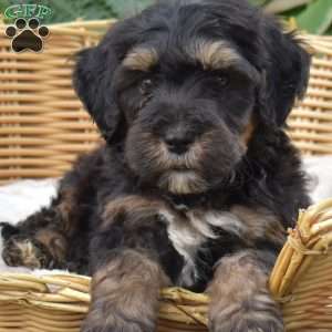Camper, Mini Bernedoodle Puppy