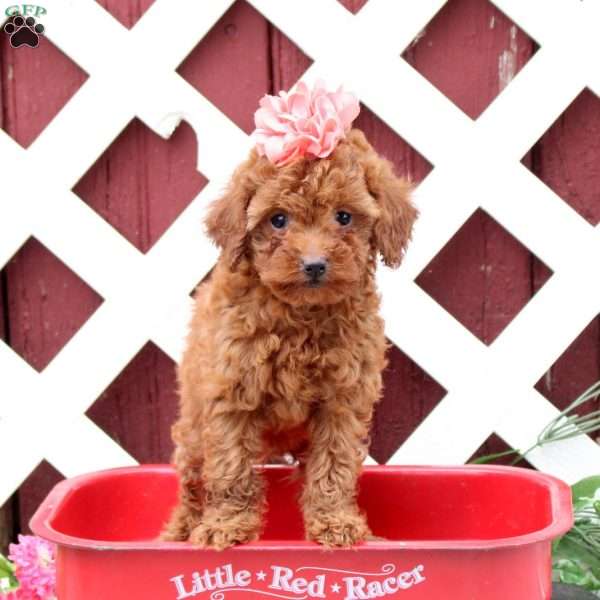 Candy, Toy Poodle Puppy