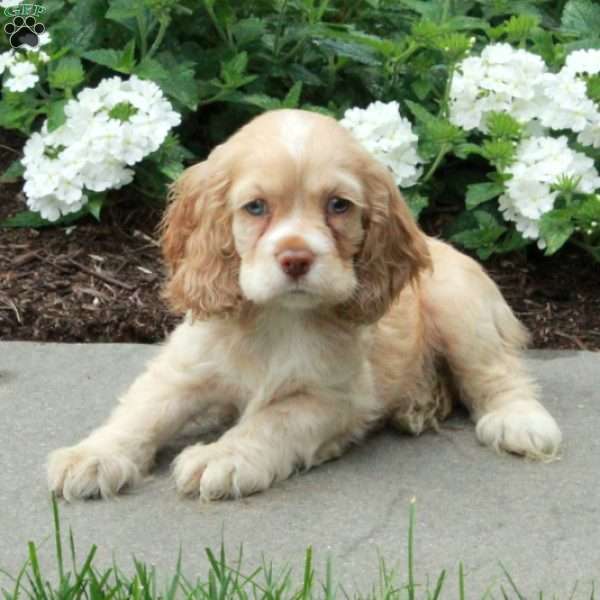 Candy, Cocker Spaniel Puppy