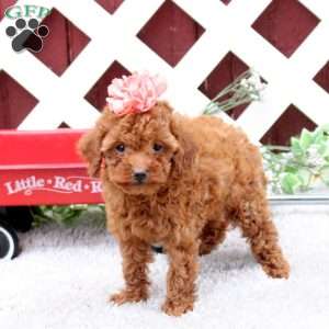 Candy, Toy Poodle Puppy
