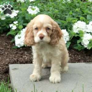 Candy, Cocker Spaniel Puppy