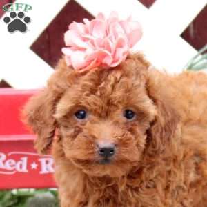Candy, Toy Poodle Puppy