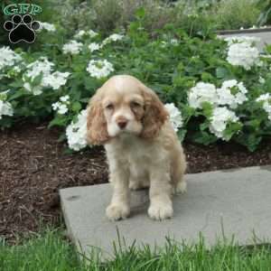 Candy, Cocker Spaniel Puppy