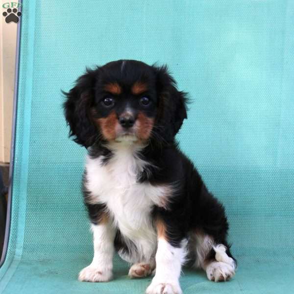Candy, Cavalier King Charles Spaniel Puppy
