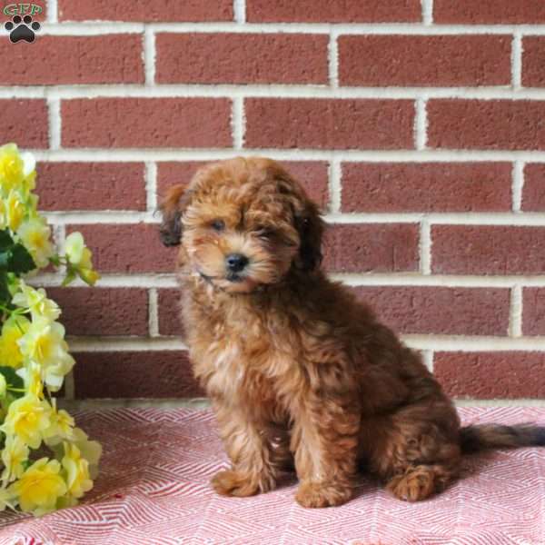 Captain, Shih-Poo Puppy
