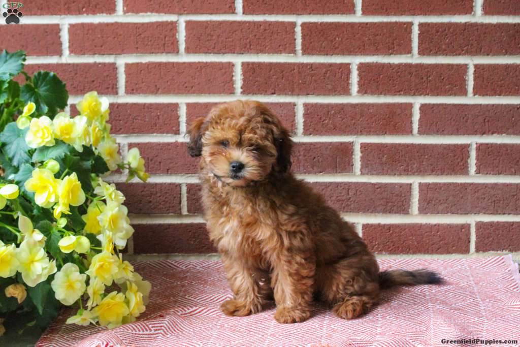 Captain (Shih-Poo, Male) in Kinzers, PA