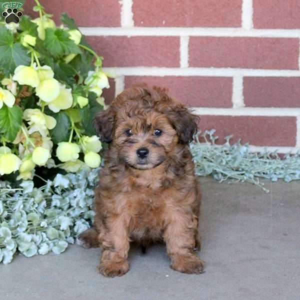 Captain, Shih-Poo Puppy