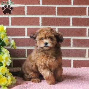 Captain, Shih-Poo Puppy