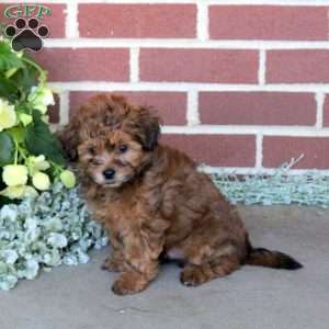 Captain, Shih-Poo Puppy