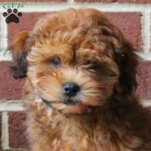 Captain, Shih-Poo Puppy