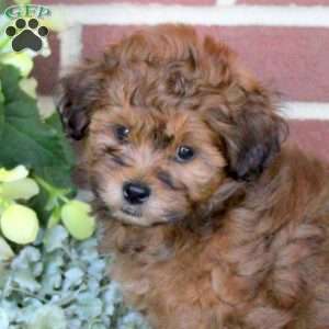 Captain, Shih-Poo Puppy