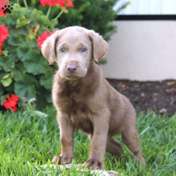 Captain, Silver Labrador Retriever Puppy