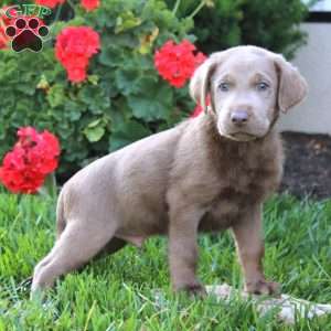 Captain, Silver Labrador Retriever Puppy