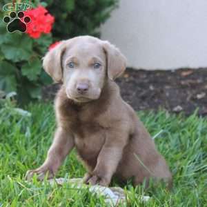 Captain, Silver Labrador Retriever Puppy