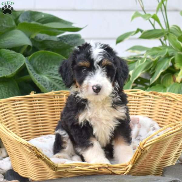 Caramel, Mini Bernedoodle Puppy