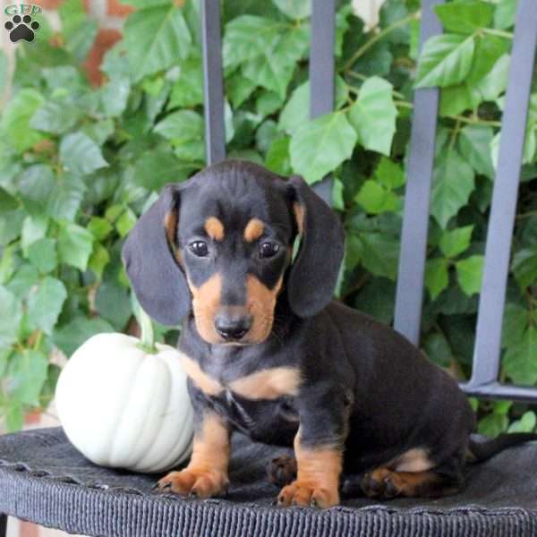 Caramel, Dachshund Puppy