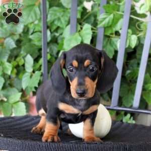 Caramel, Dachshund Puppy