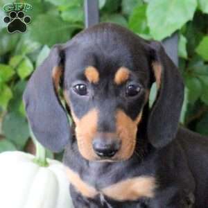 Caramel, Dachshund Puppy