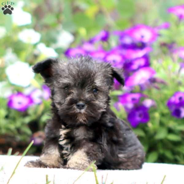Charlie, Miniature Schnauzer Puppy