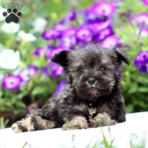 Charlie, Miniature Schnauzer Puppy
