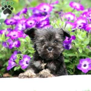 Charlie, Miniature Schnauzer Puppy