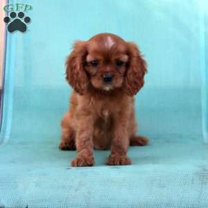 Carmel, Cavalier King Charles Spaniel Puppy