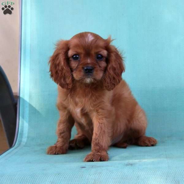 Carmel, Cavalier King Charles Spaniel Puppy