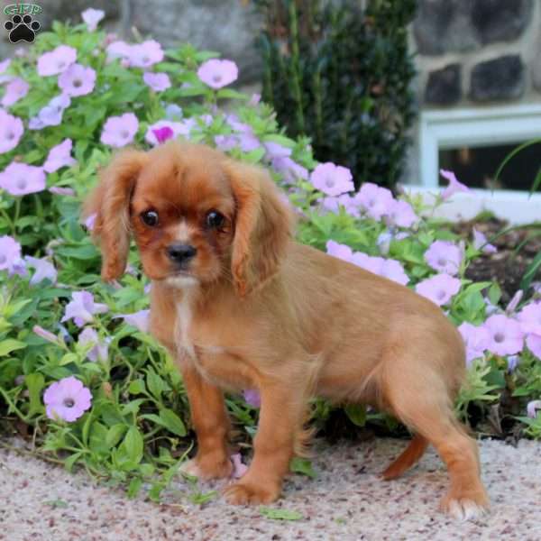 Carmello, Cavalier King Charles Spaniel Puppy