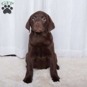 Carmen, Chocolate Labrador Retriever Puppy