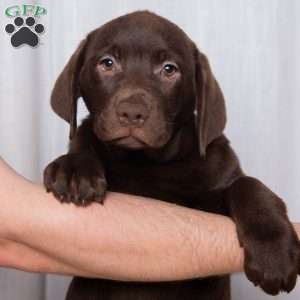 Carmen, Chocolate Labrador Retriever Puppy