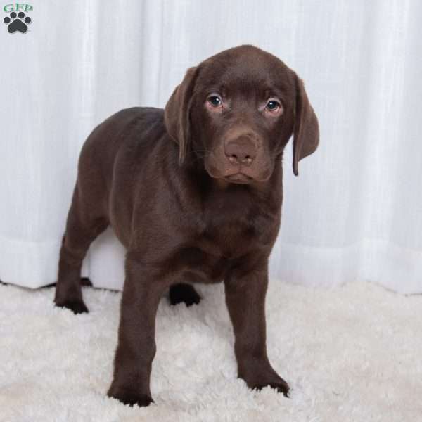 Carmen, Chocolate Labrador Retriever Puppy