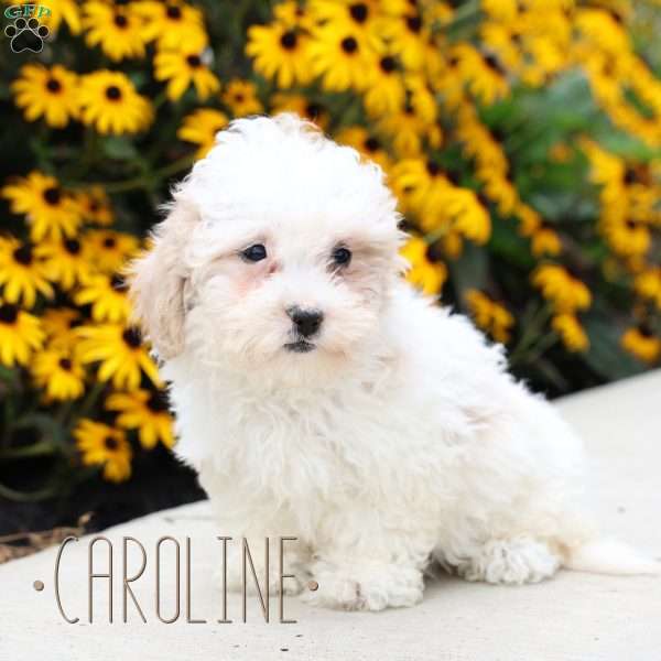 Caroline, Toy Poodle Mix Puppy