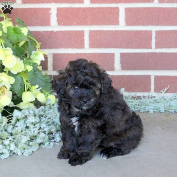Carson, Shih-Poo Puppy
